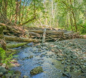 Creek restoration in Redwood National and State Parks. Photo by Mike Shoys