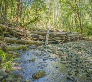 Creek restoration in Redwood National and State Parks. Photo by Mike Shoys