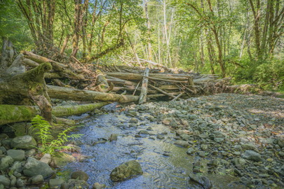 Crews add what's called large woody debris to creeks in the Mill Creek watershed to create still pools where imperiled salmon can cool off, rest and hide from predators. Logging operations removed such woody debris from the creeks before the area was part of Redwood National and State Parks. Photo by Mike Shoys