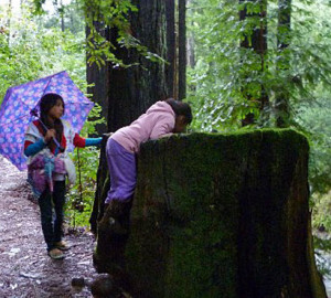 Children from Canal Child Care Center explore redwoods in Marin County, thanks to a grant from Save the Redwoods League. On trips to a number of forests, participants used nets, binoculars, cameras, magnifying glasses and field guides to assist in examining their discoveries. Photo by Canal Care Center