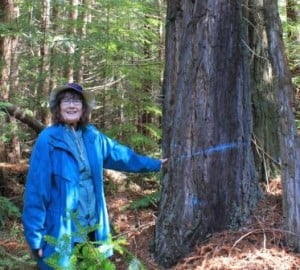 League member Susan Juhl was glad to protect redwoods, including this one, that were marked for harvesting at Big River-Mendocino Old-Growth Redwoods.