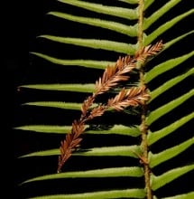 Sword fern in the redwoods