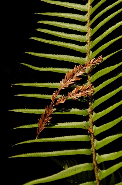 Sword fern in the redwoods