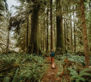 Let’s make redwoods reachable