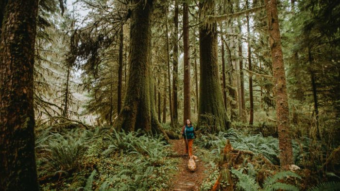 Let’s Make Redwoods Reachable