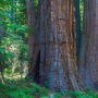 Free Second Saturday: Special Birthday Edition 2018. Tahoe National Forest. Photo by David Baselt.