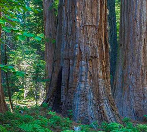 Tahoe National Forest, Photo by David Baselt