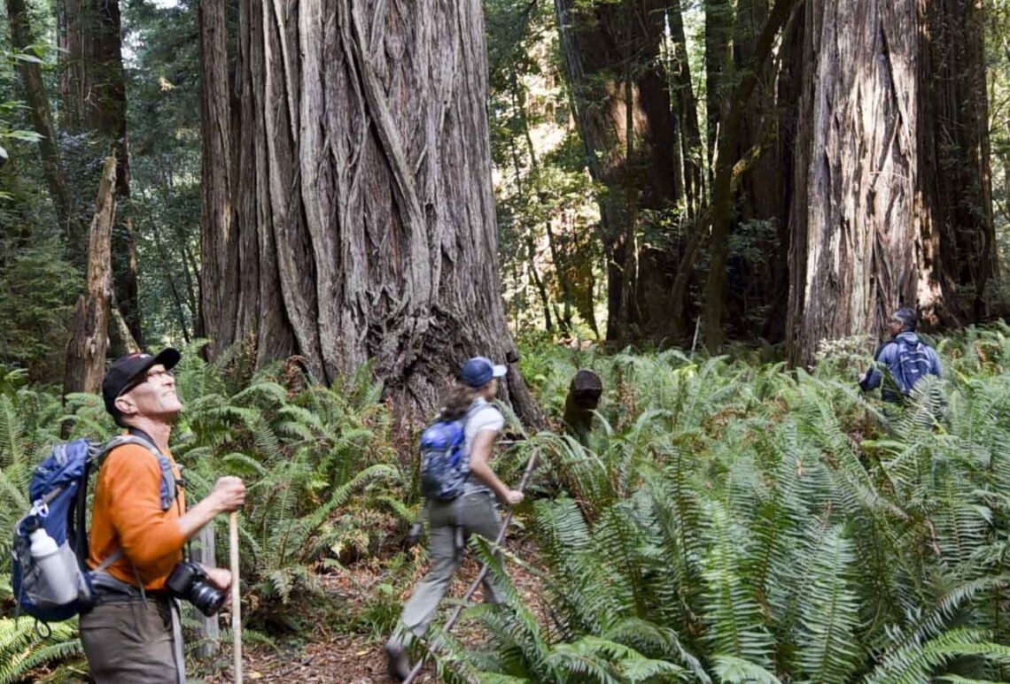 Three people walking through a forest of giant redwoods on a trail lined with tall ferns.