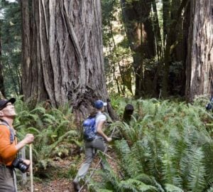 Three people walking through a forest of giant redwoods on a trail lined with tall ferns.