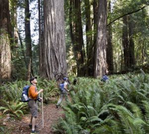 Socially distanced camping in the redwoods