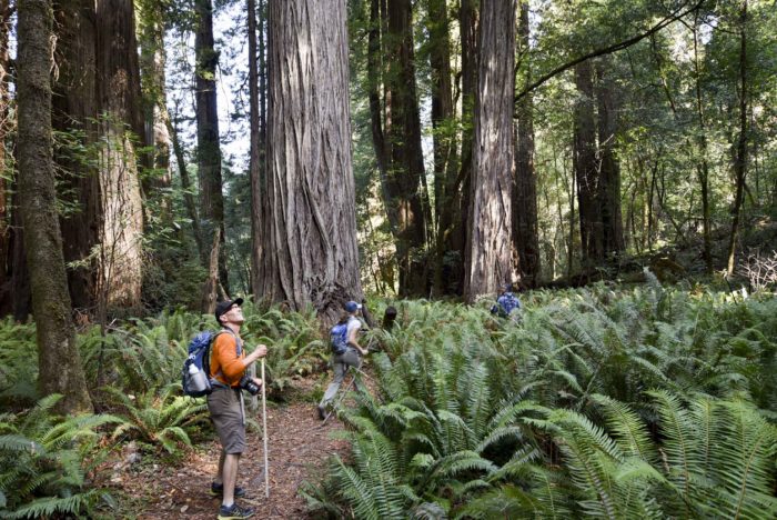 hiking in redwood national park