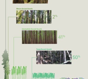 State of Redwoods Conservation infographic