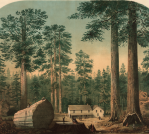 The_mammoth_trees_(Sequoia_gigantea),_California_(Calaveras_County)_executed_in_oil_colors_by_Middleton,_Strobridge_&_Co.,_Cin._O._03140u