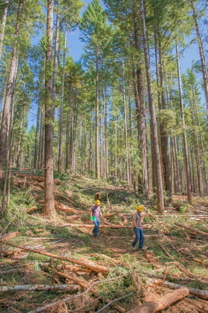 A crew in Redwood National Park thins a young stand of trees that was logged before the area became part of Redwood National and State Parks. This practice of thinning reduces competition among trees for light, water and nutrients, accelerating the development of ancient forest characteristics. Photo by Mike Shoys