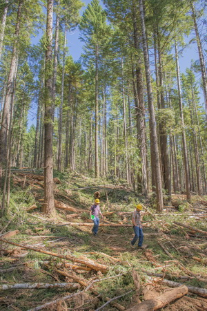 A crew in Redwood National Park thins a young stand of trees that was logged before the area became part of Redwood National and State Parks. This practice of thinning reduces competition among trees for light, water and nutrients, accelerating the development of ancient forest characteristics. Photo by Mike Shoys