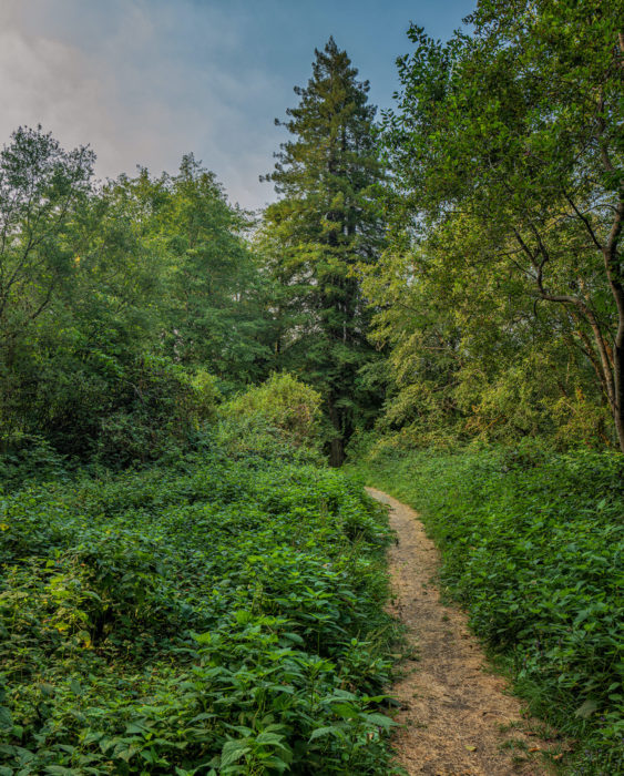 A trail through a forest of redwoods and hardwoods.