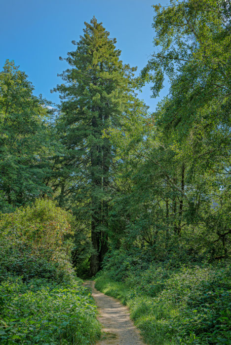 A trail through a forest of redwoods and hardwoods.