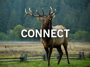 A Roosevelt elk surveys his domain in Redwood National and State Parks. Your support is helping to protect and restore his habitat. Photo by Max Forster