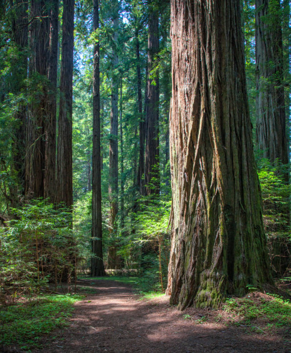 Humboldt Redwoods State Park.