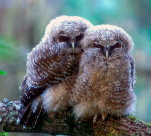 Red Hill Grove provides critical habitat for a wide variety of rare, threatened and endangered species, including the northern spotted owl. Photo by Tom Kogut/USFS, Flickr Creative Commons