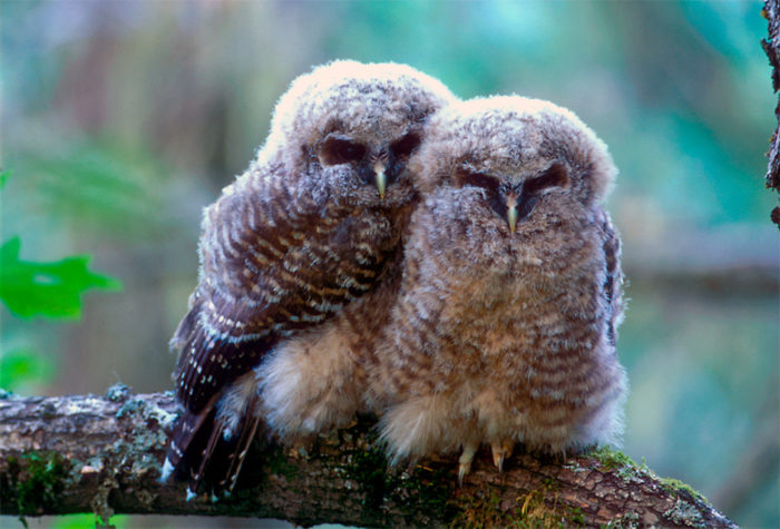 Red Hill Grove provides critical habitat for a wide variety of rare, threatened and endangered species, including the northern spotted owl. Photo by Tom Kogut/USFS, Flickr Creative Commons