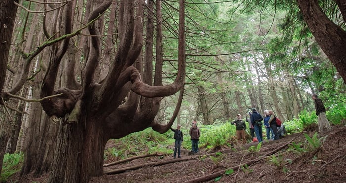 The new extension of the Lost Coast Trail showcases Shady Dell's candelabra-shaped redwoods.