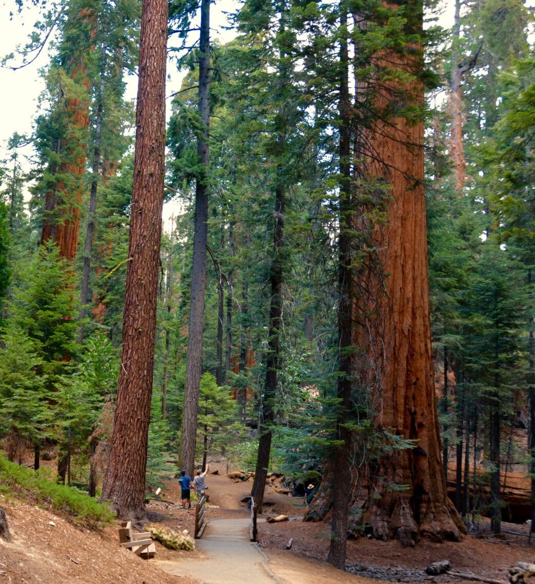 A paved trail runs between giant sequoia trees. Two people stand in the background.