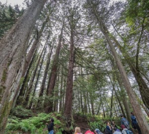 Hikers experience the redwood forest in Roberts Regional Recreation Area.