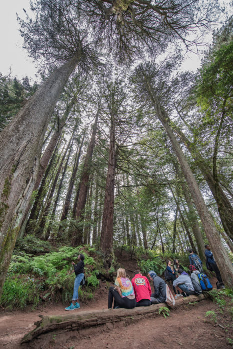 Hikers experience the redwood forest in Roberts Regional Recreation Area.