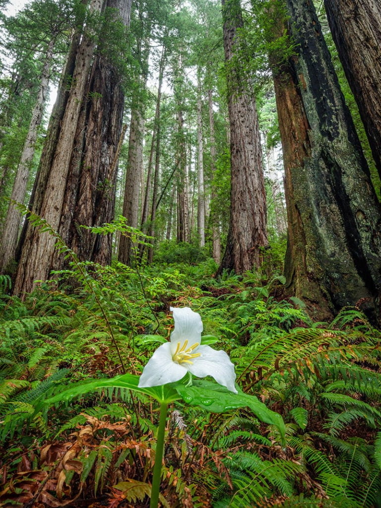 A white flower stands in the foreground. Coast redwoods stand in the background