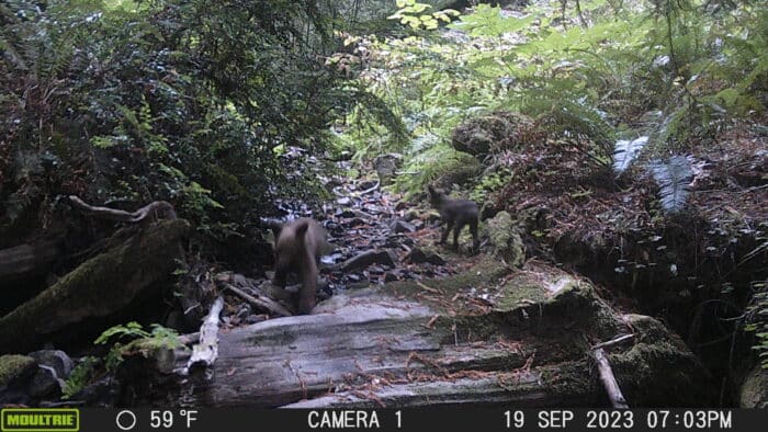 Two small, light brown bear cubs play near a creek. 