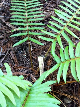 Each sword fern in the Fern Watch plots have a tag and unique Fern Watch identification number.