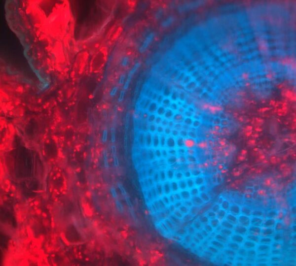 Microscopes reveal redwood leaf secrets