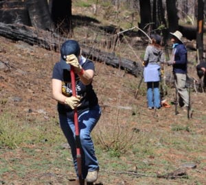 volunteers sequoia crest planting