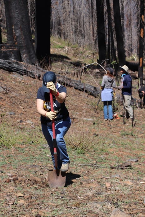 volunteers sequoia crest planting