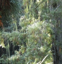 Usnea longissima, Armstrong Redwoods SNR. Photo by Rikke Reese Naesborg
