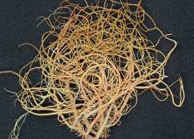 Usnea rubicunda