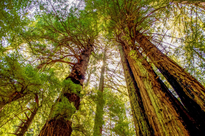 A vibrant low-angle shot of tall coast redwoods