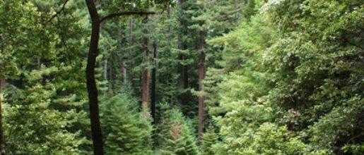 View of GCA Grove trees.