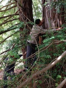 Students measure the diameter of a redwood tree as part of their redwood program through the WOLF School. 