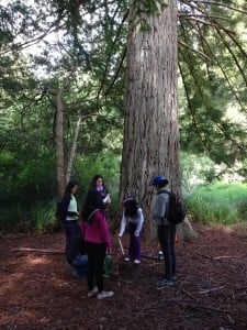 Students conduct scientific investigations of redwood trees as well as explore the forest in Little Basin. 