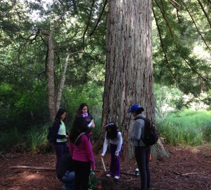 Students conduct scientific investigations of redwood trees as well as explore the forest in Little Basin.