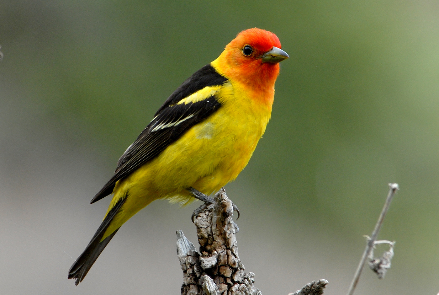 Western Tanager. Photo courtesy of US Fish & Wildlife Service, Pacific Southwest Region, Flickr Creative Commons.
