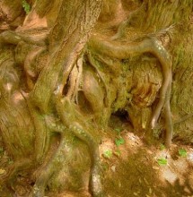 Western hemlock