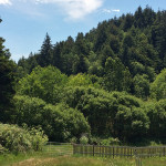 Westfall Ranch’s 77 acres include a stunning second-growth redwood forest.