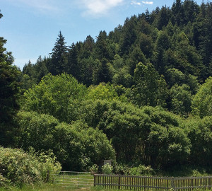 Westfall Ranch’s 77 acres include a stunning second-growth redwood forest.