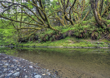 The Elk River, shown in Headwaters Forest Reserve, runs through Westfall Ranch. With your help to protect the ranch, the League also plans to restore damaged salmon habitat in this river. Photo by Bureau of Land Management, Flickr Creative Commons