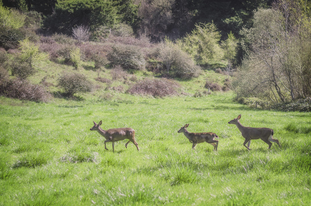 Deer cross Westfall Ranch. The region is a haven for California’s signature wildlife species. Photo by Mike Shoys.