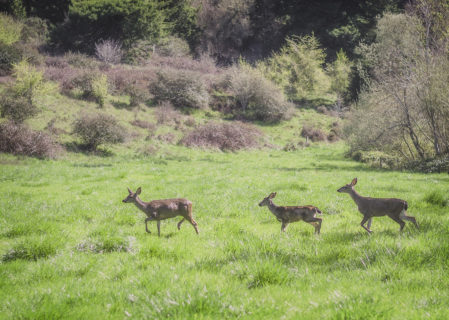 Deer cross Westfall Ranch. The region is a haven for California’s signature wildlife species. Photo by Mike Shoys.