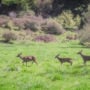 Deer cross Westfall Ranch. The region is a haven for California’s signature wildlife species. Photo by Mike Shoys.